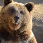 Beruang dalam bahasa Jepang
