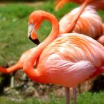 Flamingo dalam bahasa Jepang