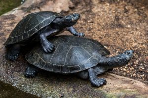 Kura-kura dalam bahasa Jepang