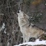 Serigala dalam bahasa Jepang