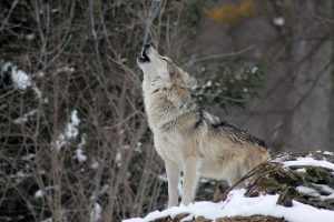 Serigala dalam bahasa Jepang